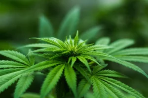 Comment démarrer avec le CBD